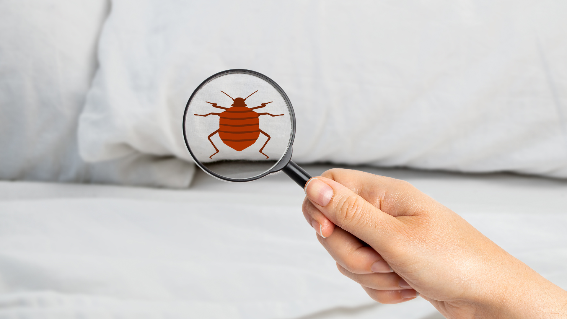  Bed Bugs Pest Control service : '' 