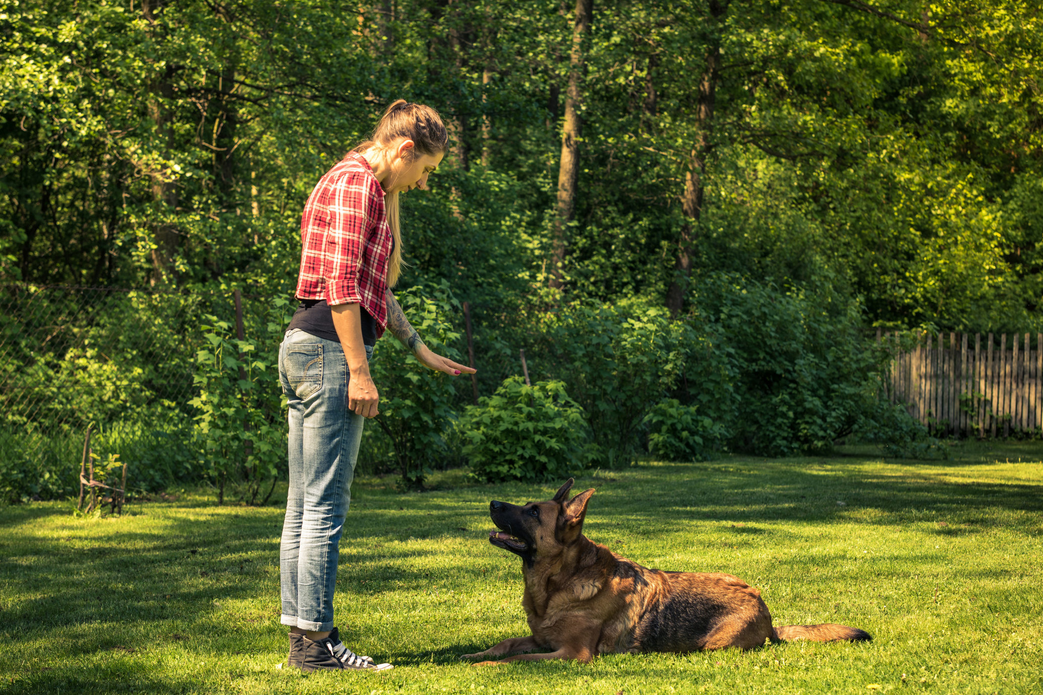  Home Dog Training Services : '' 