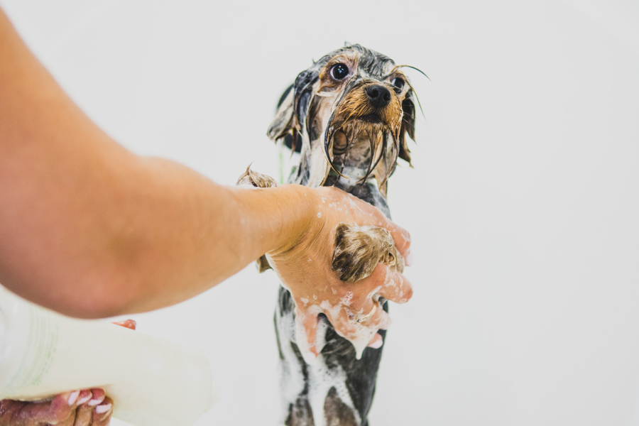 7 Benefits of Hiring an At-Home Pet Groomer