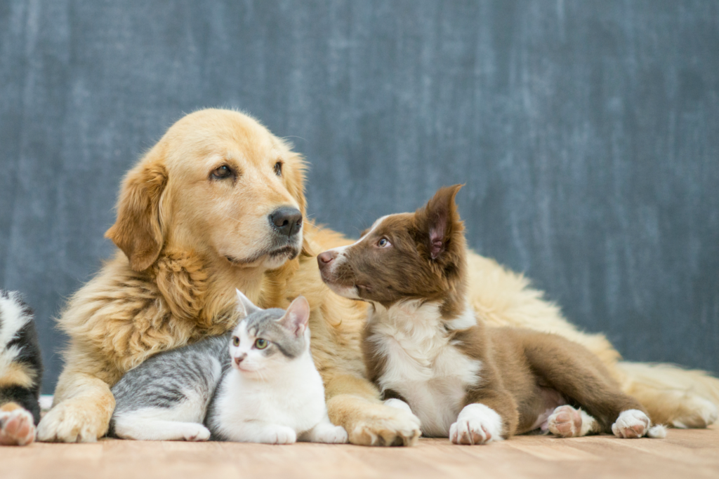 How to Be the Best Pet Sitter