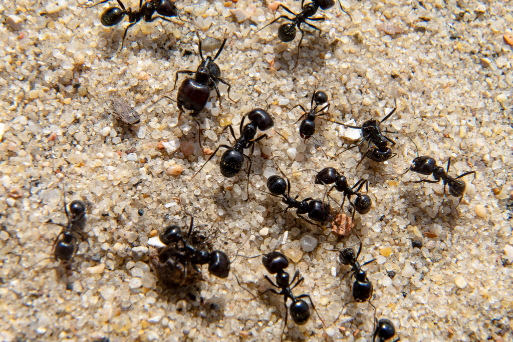 How to Make Your Home Ant-Free
