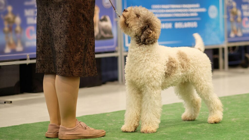 Dog Shows: Tail Wagging Good Time for All