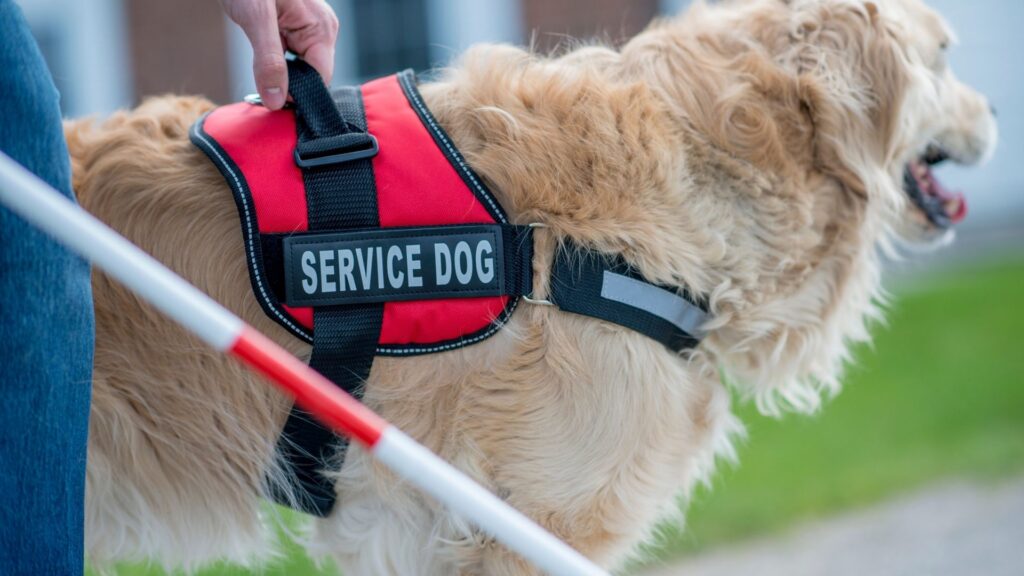 Service Dogs are Cuddle Ninjas