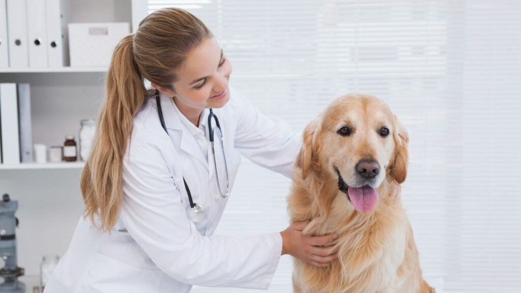 Diagnose Cancer Early and Make the Most of Every Day with Your Pet